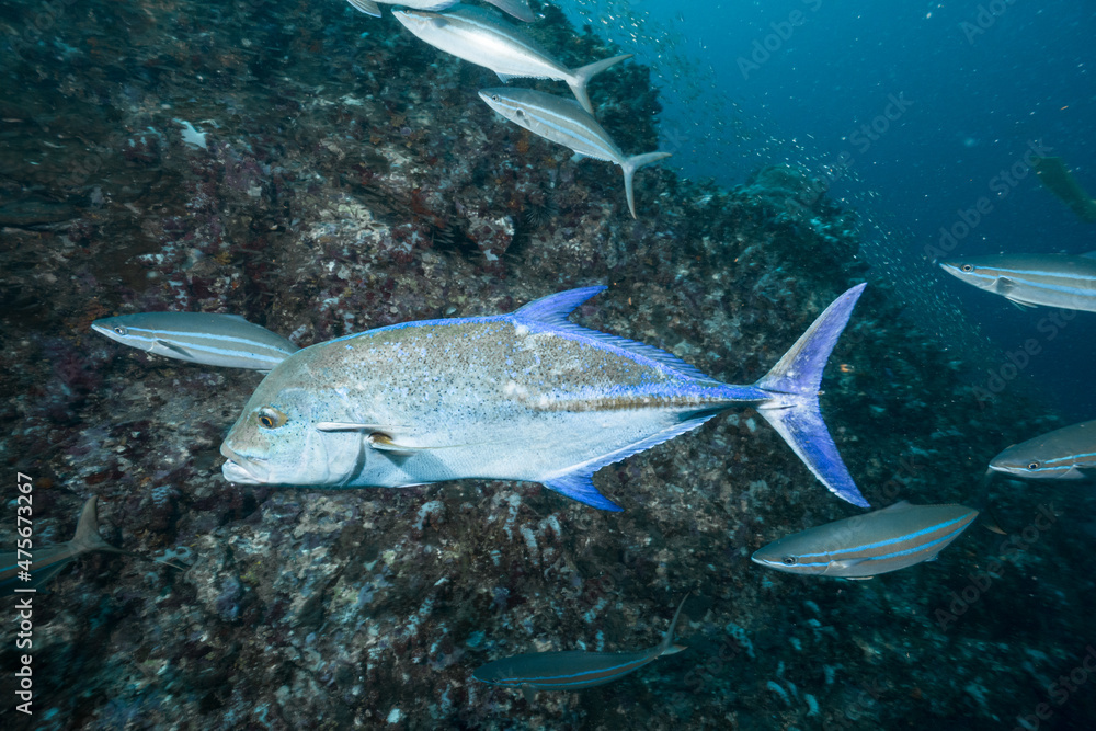 Fototapeta premium blue travelly fish on the pinnacle