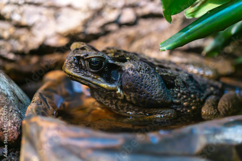 toad portrait, close up of a The cane toad (Rhinella marina) photo
