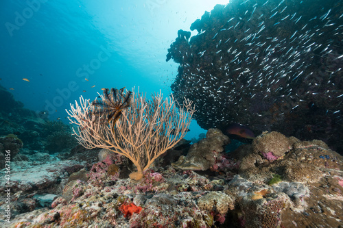 coral reef environment