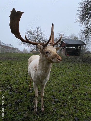 deer in a field
