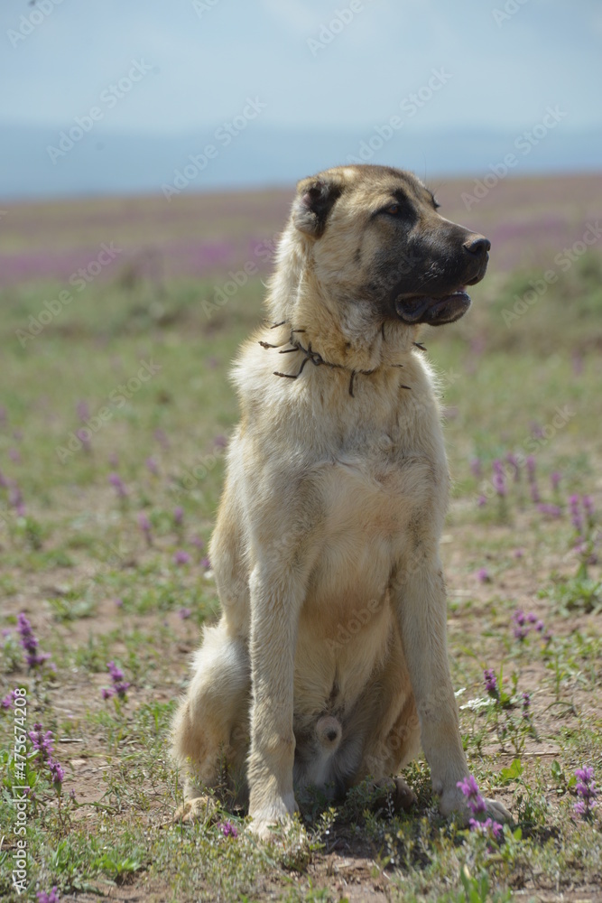 Sivas Kangal Shepherd Dog on Grass. Sivas Kangal Shepherd Dog on Grass.