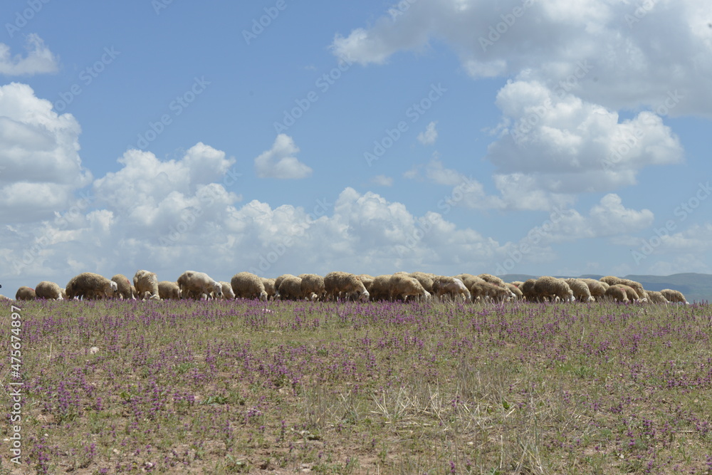 Obraz premium flock of sheep.