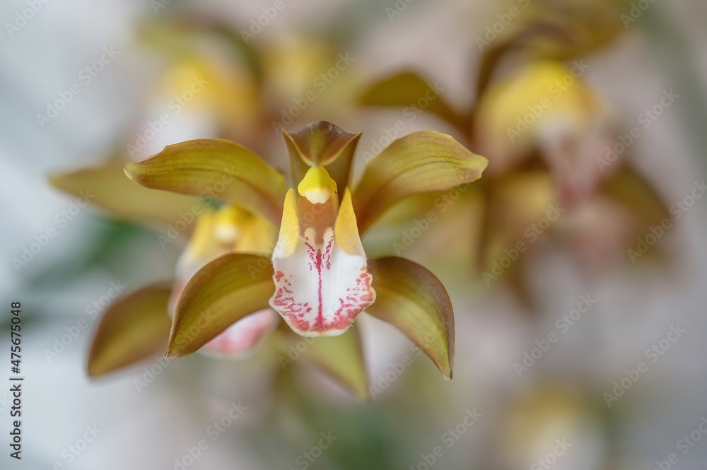 Cymbidium 'Samurai Soul', a hybrid cymbidium orchid in flower - obrazy, fototapety, plakaty 
