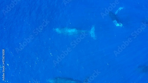 A large group of male Humpback whales chase a female in a heat run.  The males are ultra aggressive with each other.