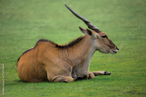 An eland relaxes in the late summer sunshine photo