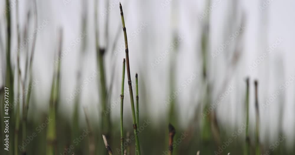 4K Video Slow motion hand touch softly the little plant. concept for natural and relaxing time. 4K Video Slow motion hand touch softly the little plant. concept for natural and relaxing time.