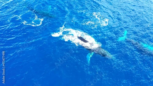 A large group of male Humpback whales chase a female in a heat run.  The males are ultra aggressive with each other.