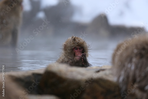 snow monkey