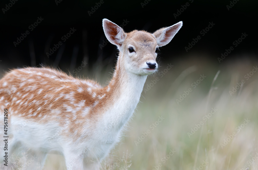 Fallow deer fawn standing in the meadow in autumn Fallow deer fawn standing in the meadow in autumn