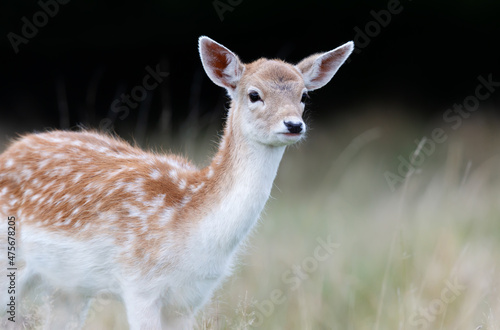 Fallow deer fawn standing in the meadow in autumn