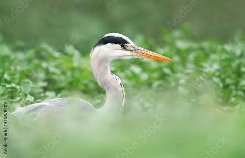 Close-up of a grey heron fishing in a pond
