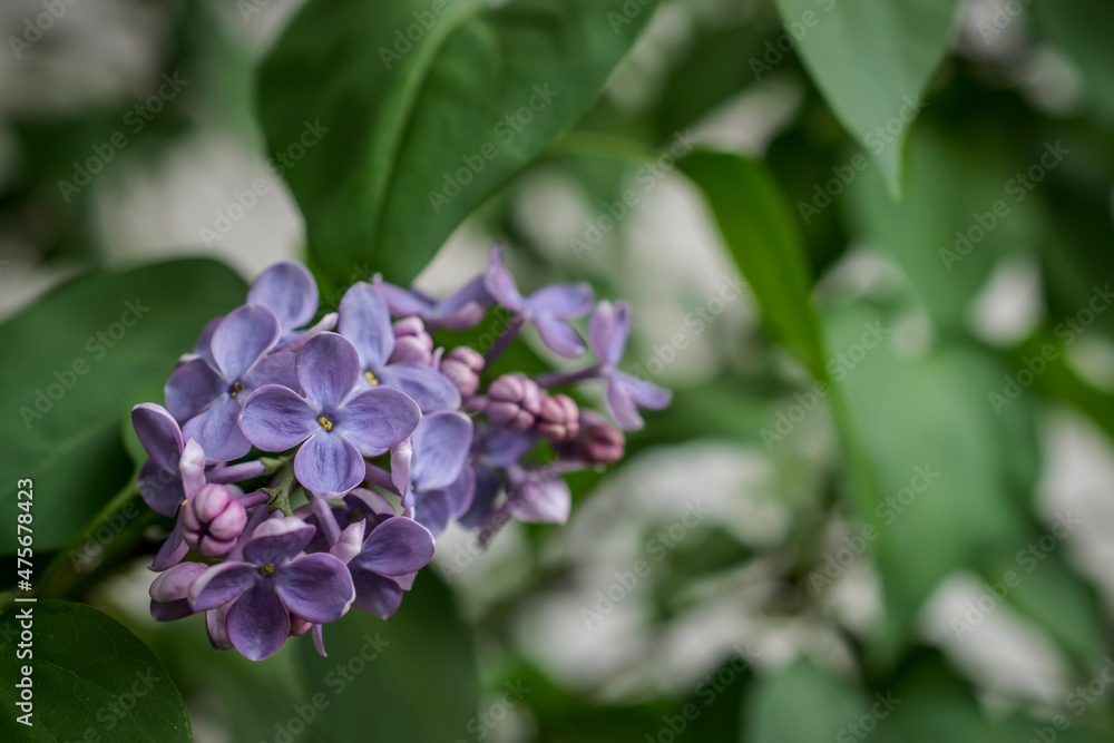A close-up photo of a purple lilac flower in spring A close-up photo of a purple lilac flower in spring