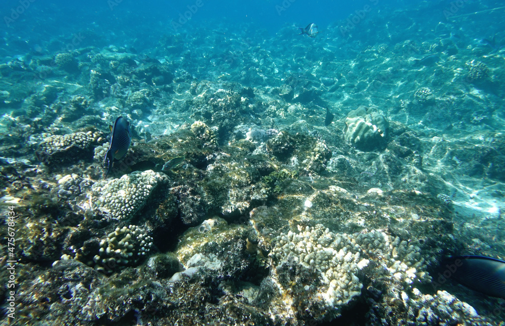 Underwater reef