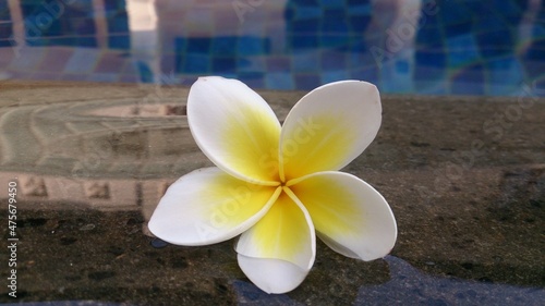 frangipani plumeria flower in swimming pool