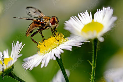 ectophasia crassipennis 