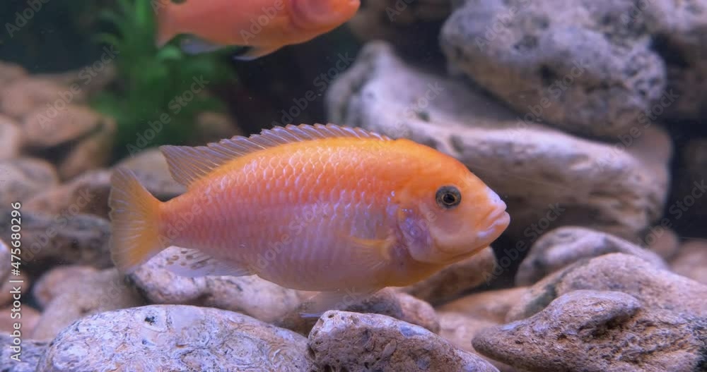Beautiful aquarium with small fishes. A view of beautiful aquarium small fishes between stones in water. Beautiful aquarium with small fishes. A view of beautiful aquarium small fishes between stones in water.