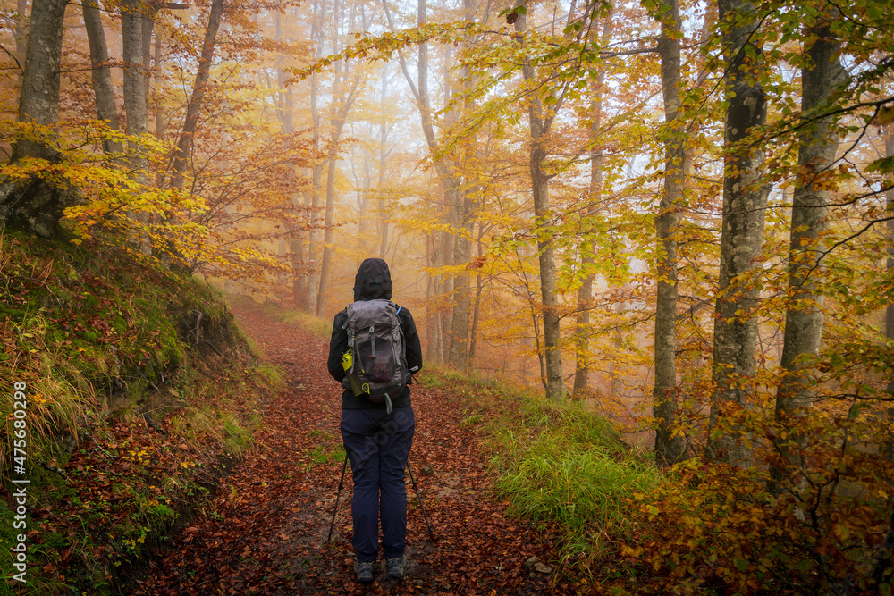Fototapeta premium Woman with a backpack walking in a wood in autumn. Parco Nazionale delle Foreste Casentinesi, Tuscany - Italy