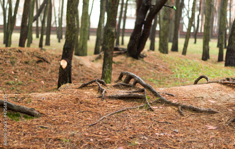 Tree roots crawling in the autumn forest Tree roots crawling in the autumn forest