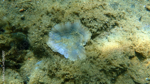 Принти на полотні Seashell of Mediterranean limpet or rayed Mediterranean limpet (Patella caerulea