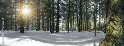 Amazing forest trees firs landscape snowscape view in the morning with sunbeams sunshine in black forest winter with snow ( Schwarzwald ) Germany background panorama banner .