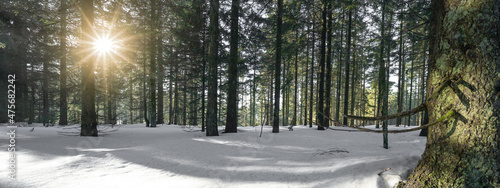 Obraz na plátne Amazing forest trees firs landscape snowscape view in the morning with sunbeams sunshine in black forest winter with snow ( Schwarzwald ) Germany background panorama banner