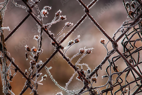 fence by fence close-up. frozen fence mesh with climbing plan. abstract mesh macro
