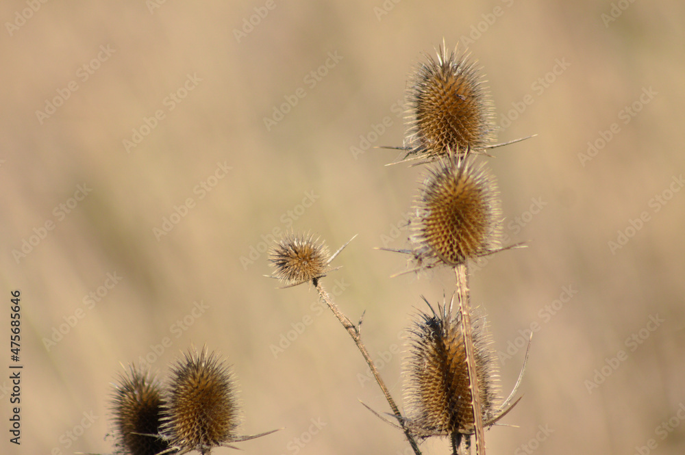 Dried brown wild teasel seeds closeup view with blurred background