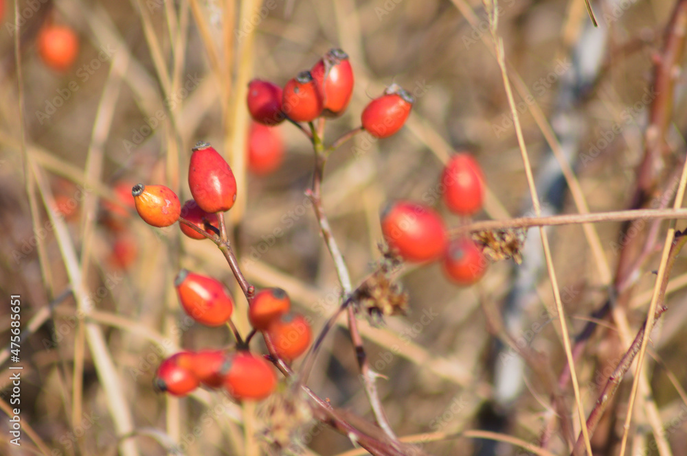 Red rose dog seeds closeup view with selective focus on foreground Red rose dog seeds closeup view with selective focus on foreground