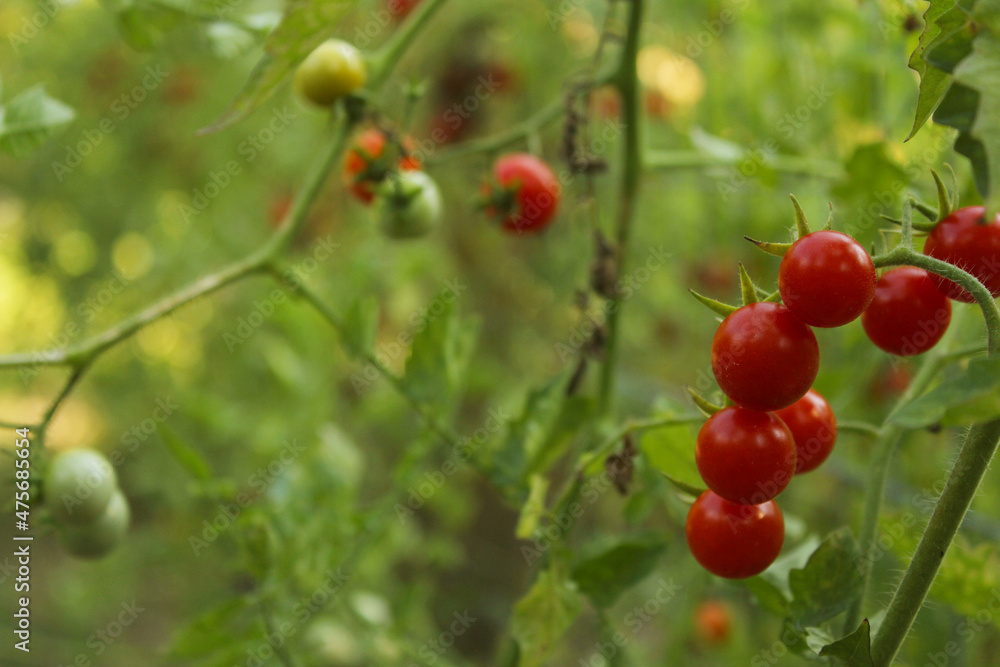 Red Ripe Cherry Tomato Growing in Garden