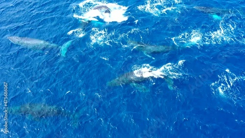 A large group of male Humpback whales chase a female in a heat run.  The males are ultra aggressive with each other.