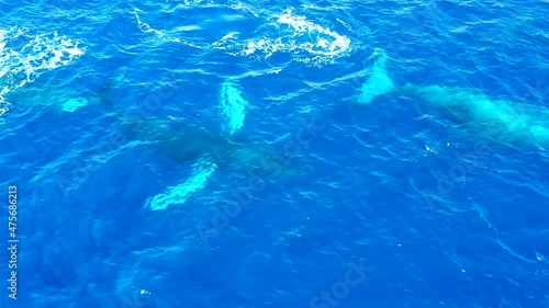 A large group of male Humpback whales chase a female in a heat run.  The males are ultra aggressive with each other.