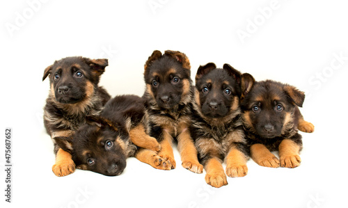 Beautiful puppies German shepherd. A lot of Cute, funny dogs on a white background isolated.