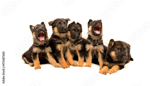 Beautiful puppies German shepherd. A lot of Cute, funny dogs on a white background isolated.