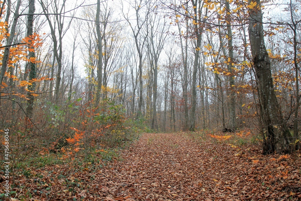 Beech forest in autumn (Bulgaria)