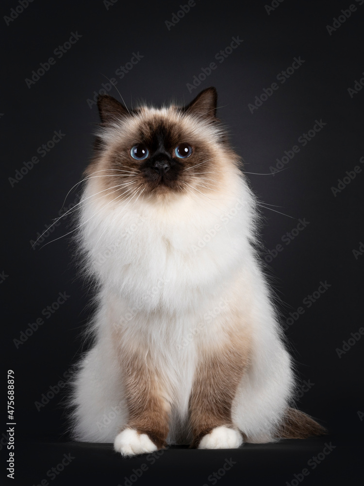Beautiful seal point Sacred Birman cat, sitting up straight. Looking towards camera with blue eyes. Isolated on a black background.