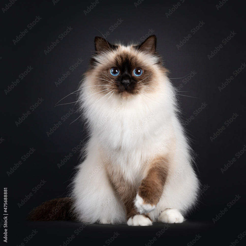 Beautiful seal point Sacred Birman cat, sitting up facing front with one paw playful in air. Looking towards camera with blue eyes. Isolated on a black background.