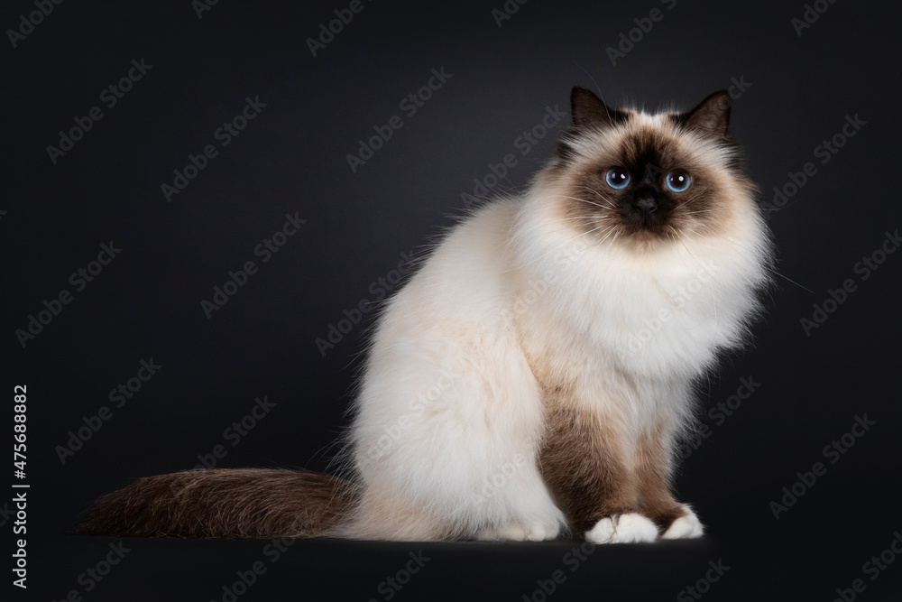 Beautiful seal point Sacred Birman cat, sitting up side ways. Looking towards camera with blue eyes. Isolated on a black background.