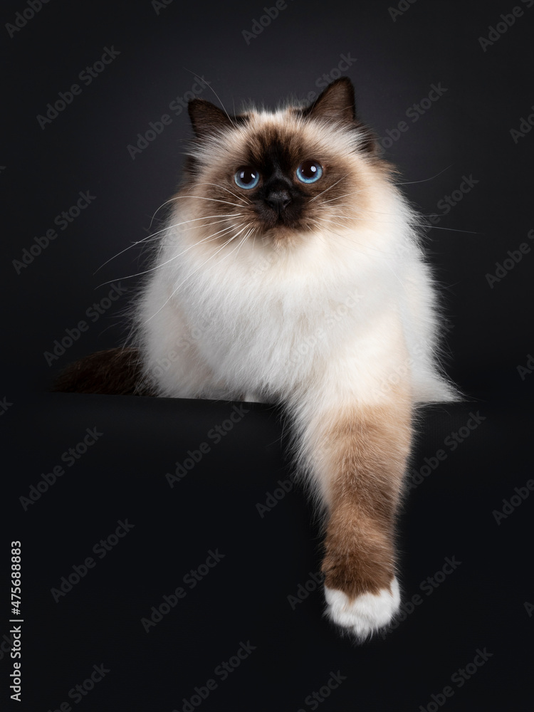 Beautiful seal point Sacred Birman cat, laying down facing front with paw hanging down from edge. Looking towards camera with blue eyes. Isolated on a black background. Beautiful seal point Sacred Birman cat, laying down facing front with paw hanging down from edge. Looking towards camera with blue eyes. Isolated on a black background.