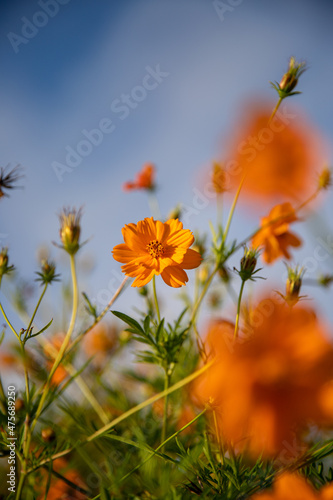 beautiful garden with orange flowers, field flower, natural texture, blue sky in the background