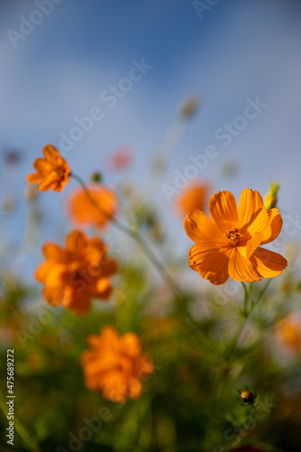 beautiful garden with orange flowers  field flower  natural texture  blue sky in the background