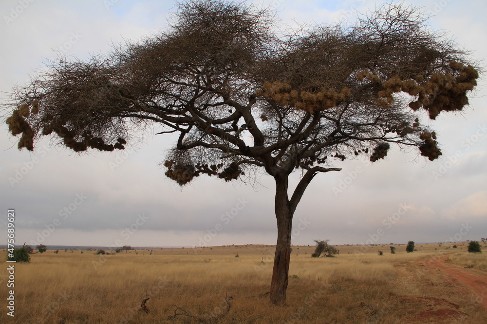 Kenia Travel Kenia Travel
