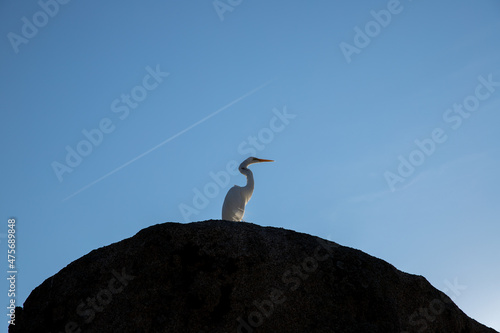 white heron on top of rock watching nature  blue sky in summer day
