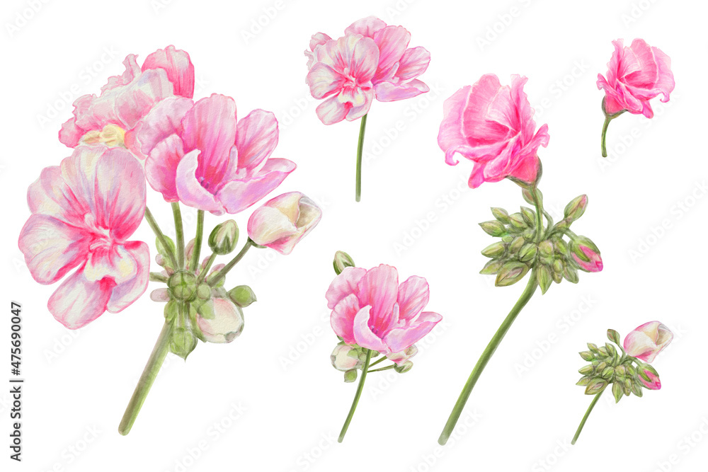 Realistic Bouquets of Pink flowers - Set for your own design. Vintage, romantic mood. For a wedding, birthday, St Valentine greeting card. Realistic Bouquets of Pink flowers - Set for your own design. Vintage, romantic mood. For a wedding, birthday, St Valentine greeting card.