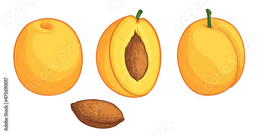 Ripe yellow plums or cherry plums. Vector illustration isolated on white background.