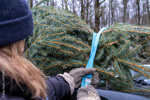 fresh cut Christmas tree to a roof of a car. Lifestyle, celebration, relationship concept
