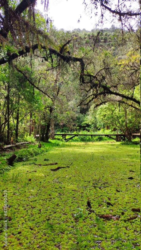 Pond in the forest, bright green vegetation. Pond in the forest, bright green vegetation.