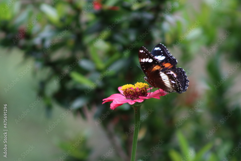 The butterfly perches on the leaf and sucks the flower The butterfly perches on the leaf and sucks the flower