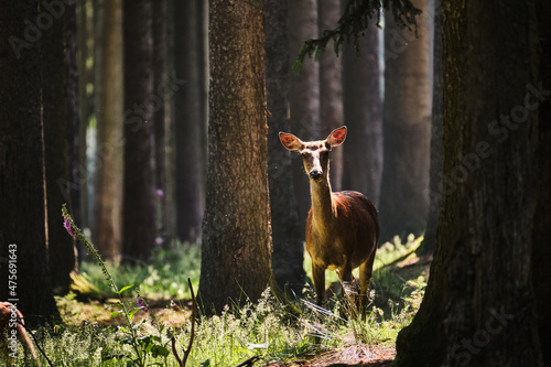 Fototapeta Naklejka Na Ścianę i Meble -  Rotwild ( Cervus elaphus ).