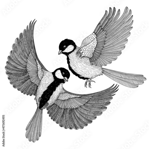Vector illustration of two graphic linear bluebird birds in flight