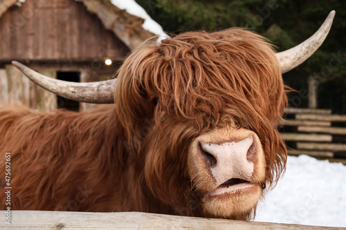Scotland Cow close up. Highland Scottish Cow Portrait Muzzle beehind wooden fence in contact zoo.
